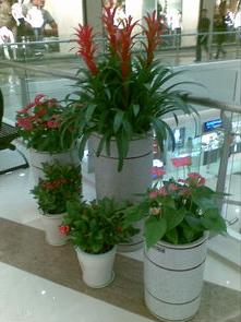 Office flower rental indoor plant rental pendulum green plant rental company